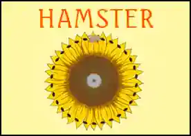 Hamster - Ayçekirdeğinin etrafında dönüp çekirdeklerini yemeye çalışan hamstıra yardımcı olun