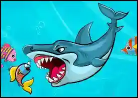 Şişko Köpekbalığı - Şişko köpekbalığımızın karnı çok aç ve doymak bilmiyor